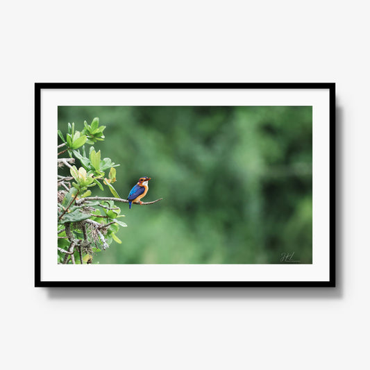 The Kingfisher