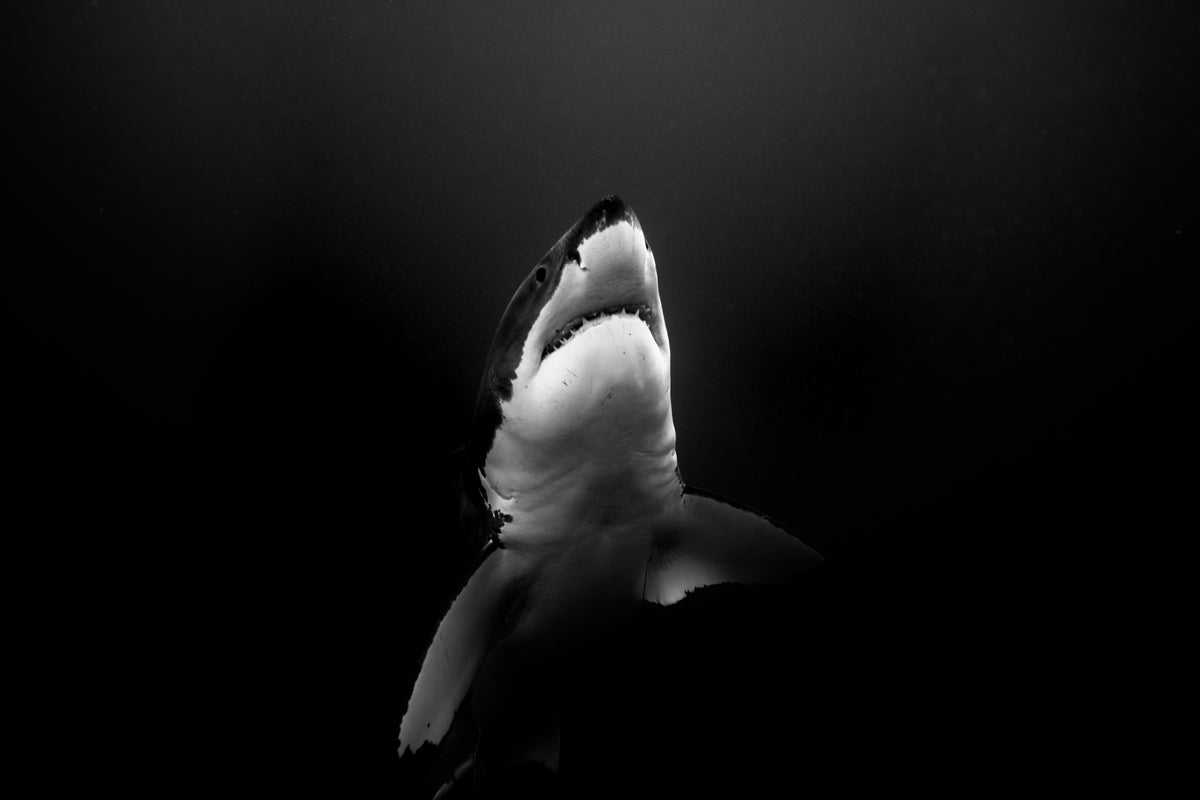 A Great White — scroll pan