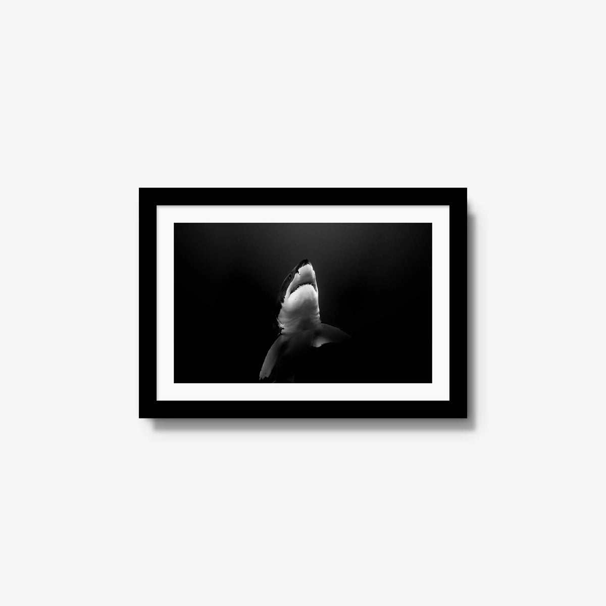 A Great White — small / black / mat