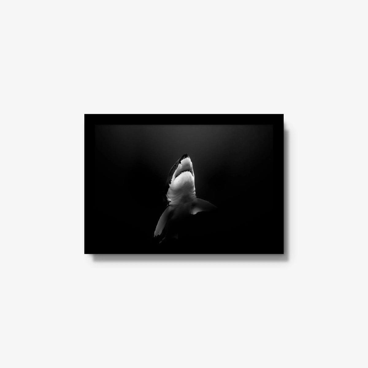 A Great White — small / black / full