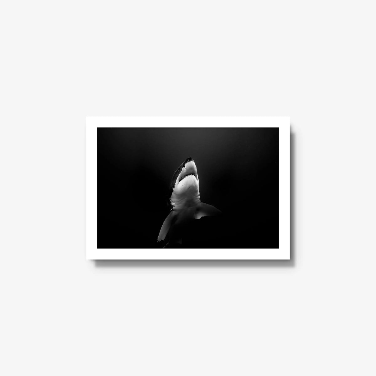 A Great White — small / white / full