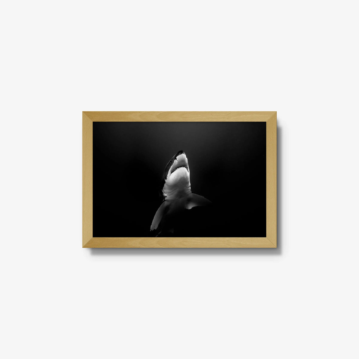 A Great White — small / natural / full
