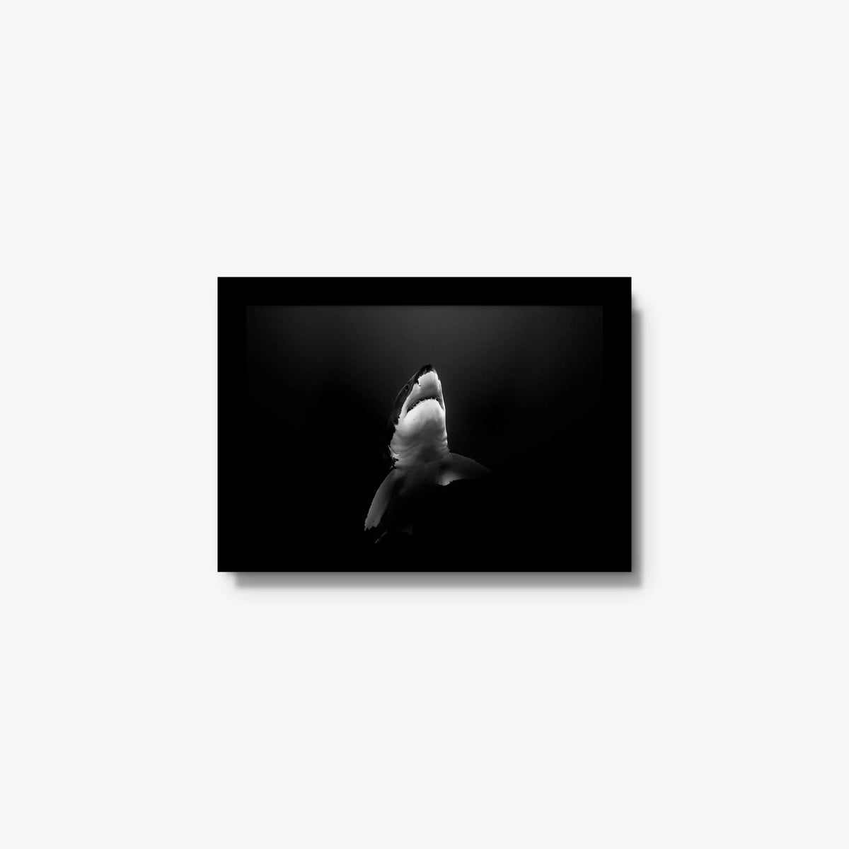 A Great White — mini / black / full