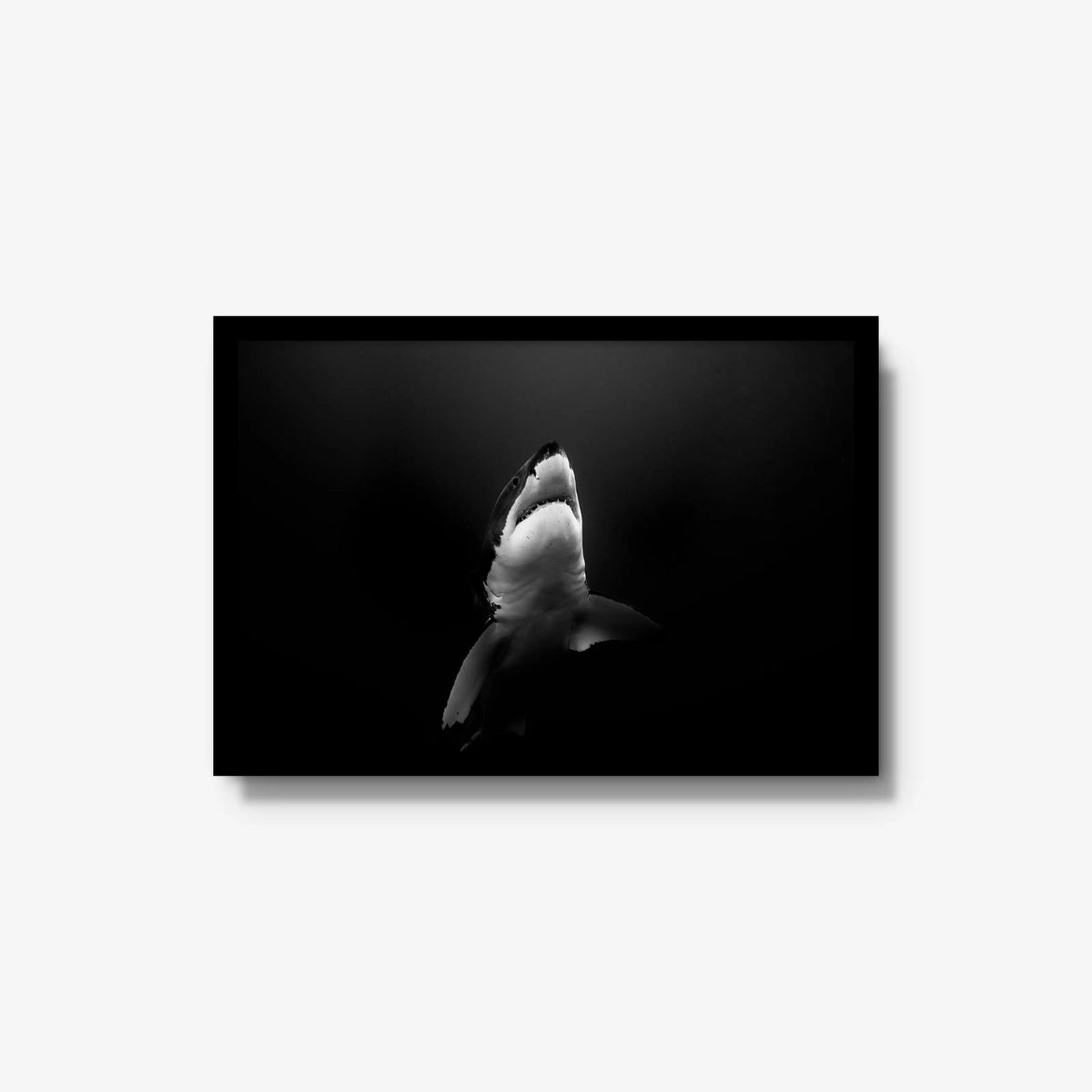 A Great White — medium / black / full
