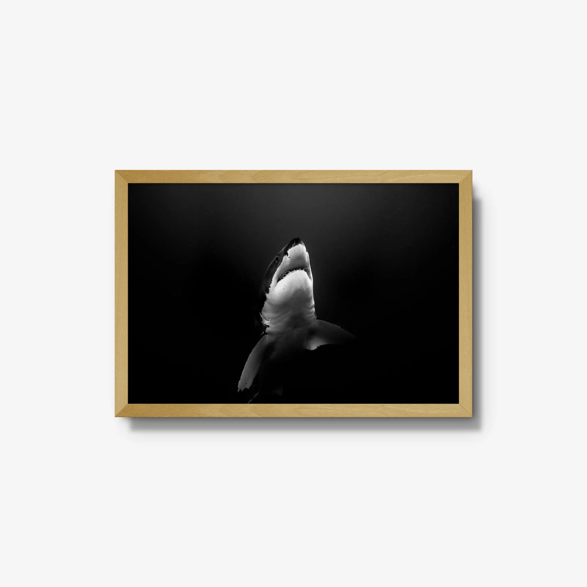 A Great White — medium / natural / full