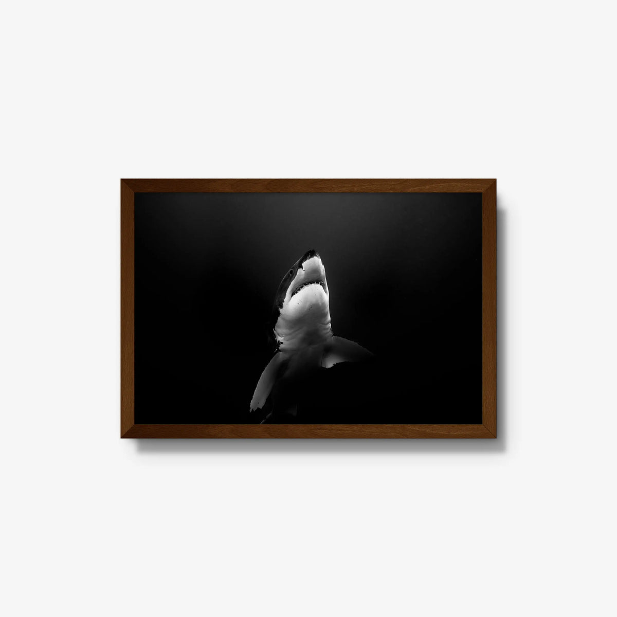 A Great White — medium / brown / full