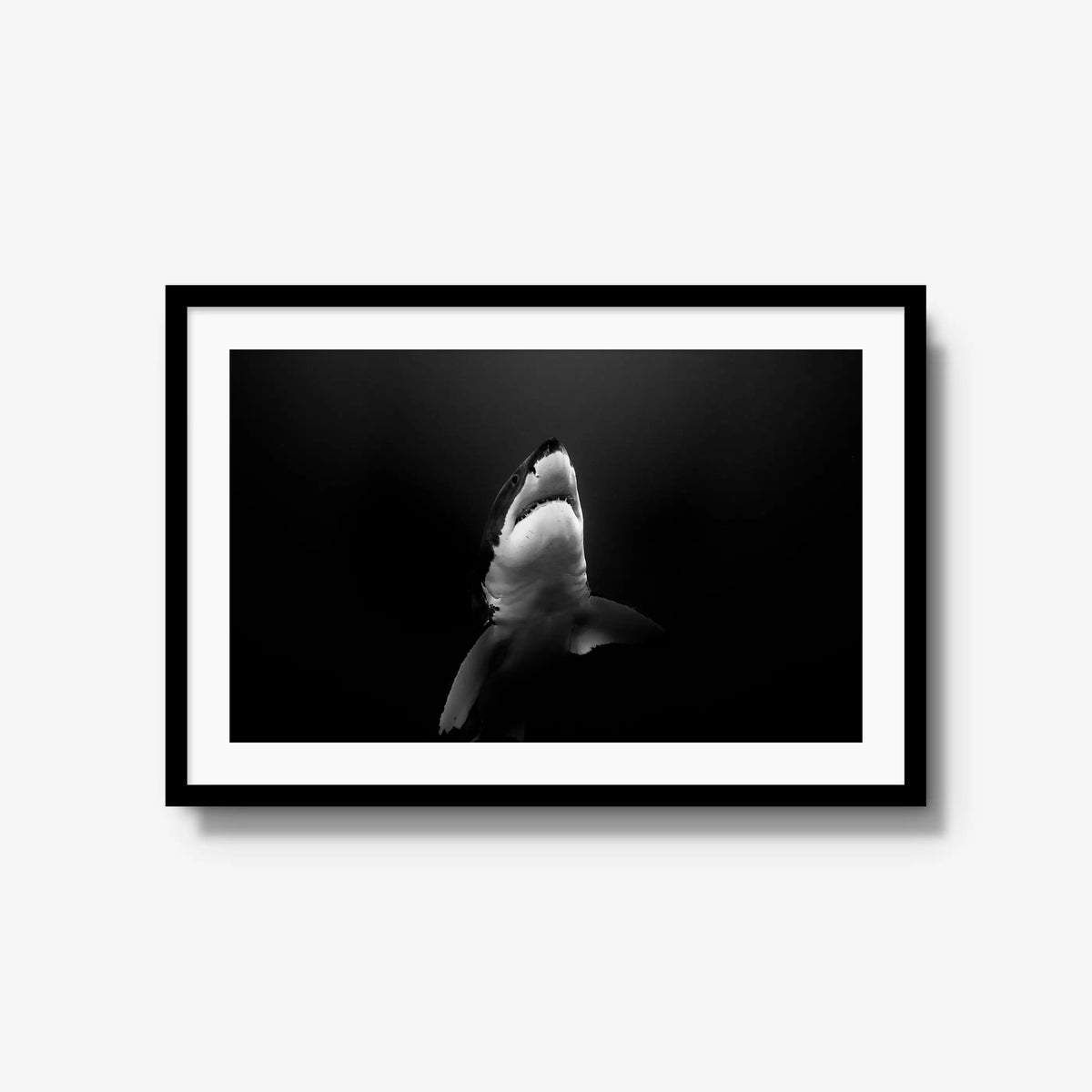 A Great White — large / black / mat