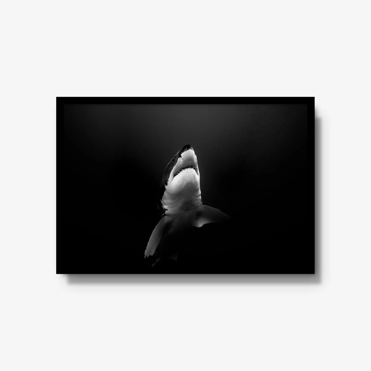 A Great White — large / black / full