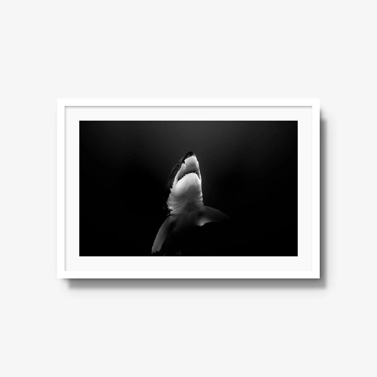 A Great White — large / white / mat