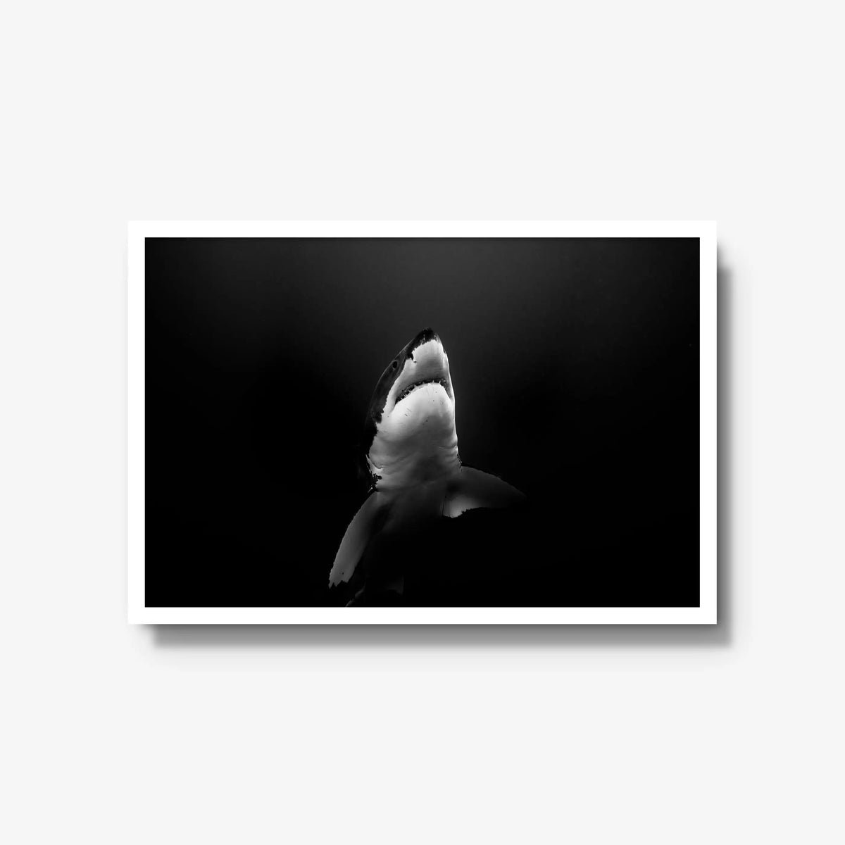 A Great White — large / white / full