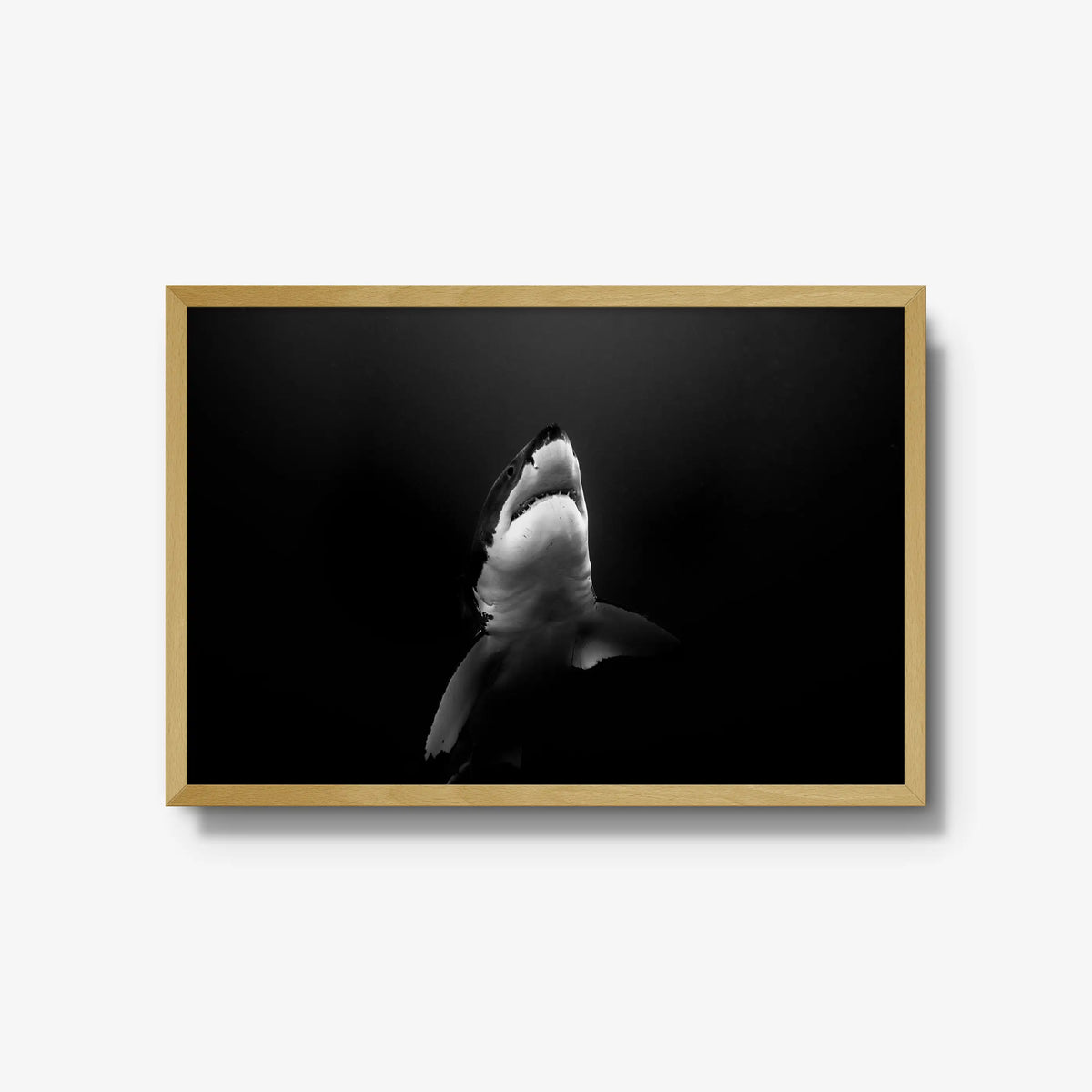 A Great White — large / natural / full