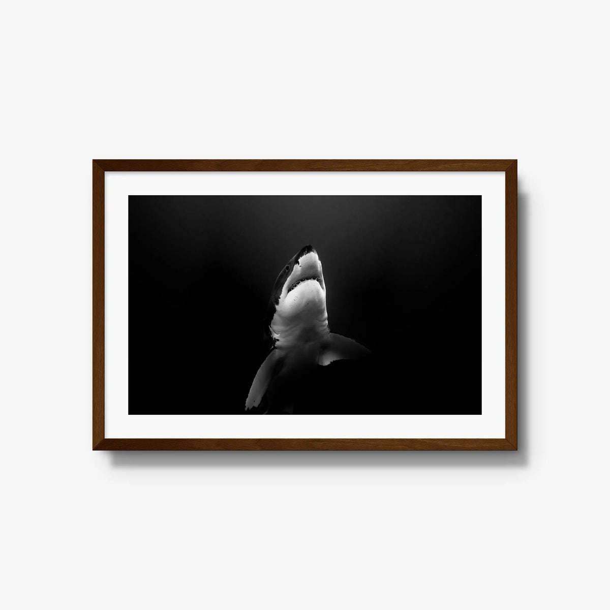 A Great White — large / brown / mat