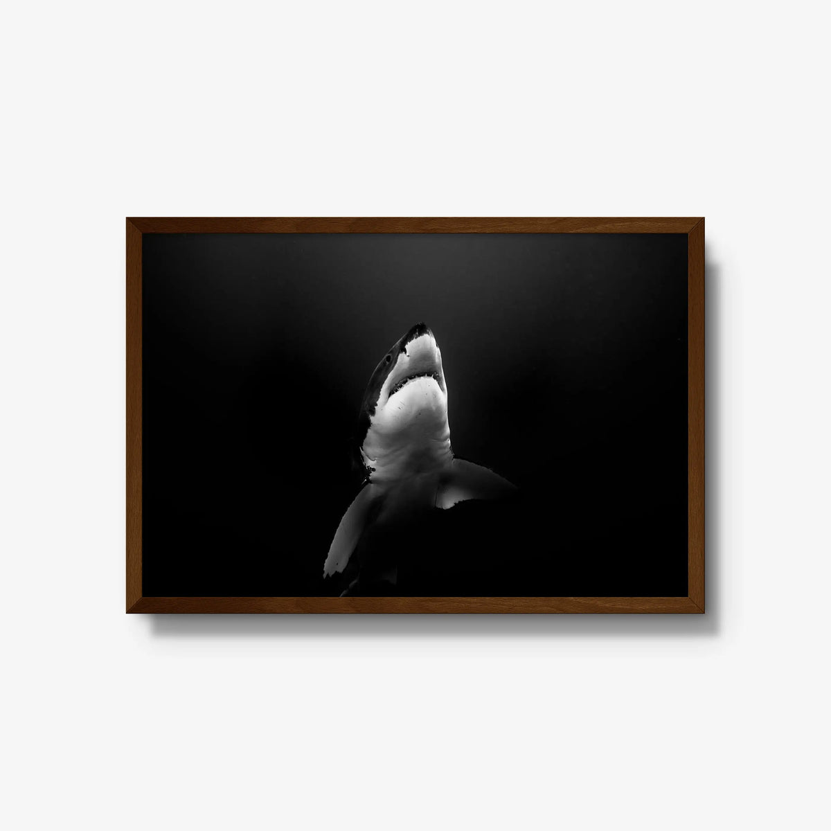 A Great White — large / brown / full