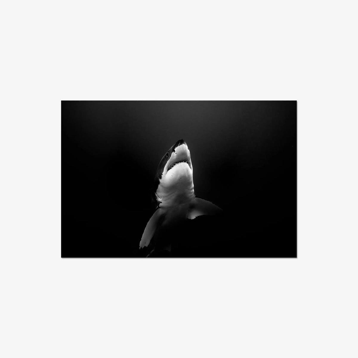 A Great White — large / print / n/a