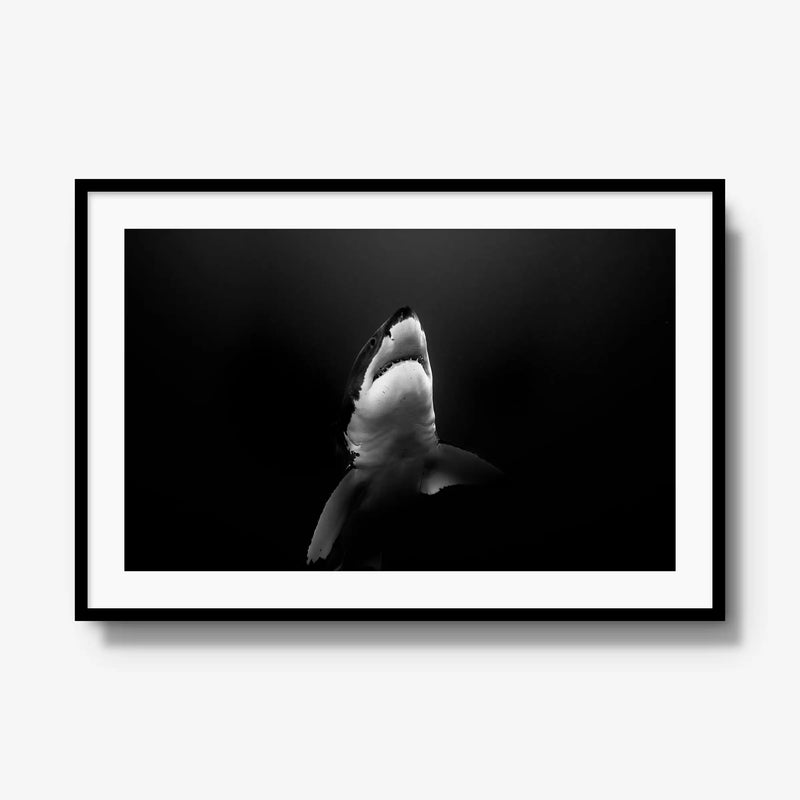 A Great White