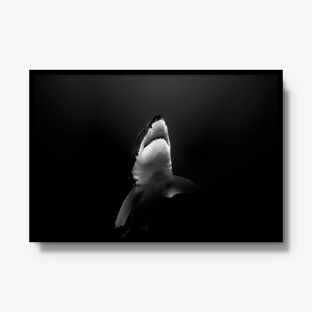 A Great White — gallery / black / full