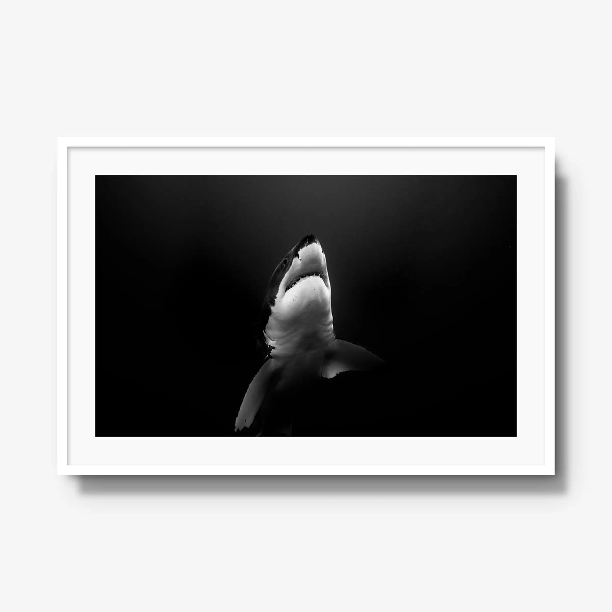 A Great White — gallery / white / mat