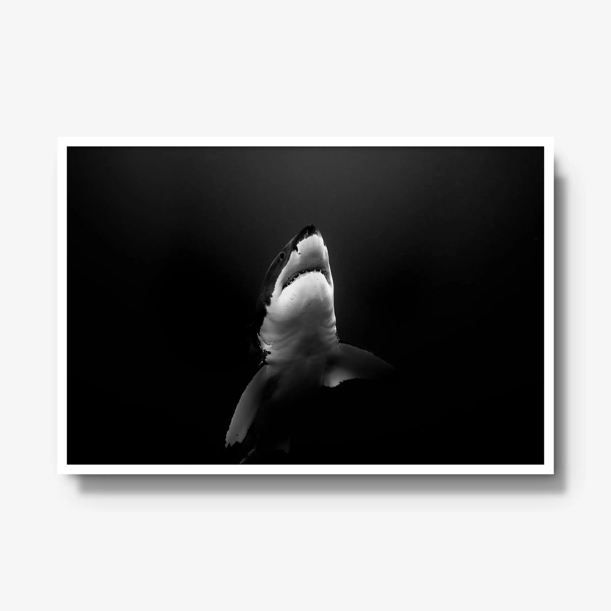 A Great White — gallery / white / full