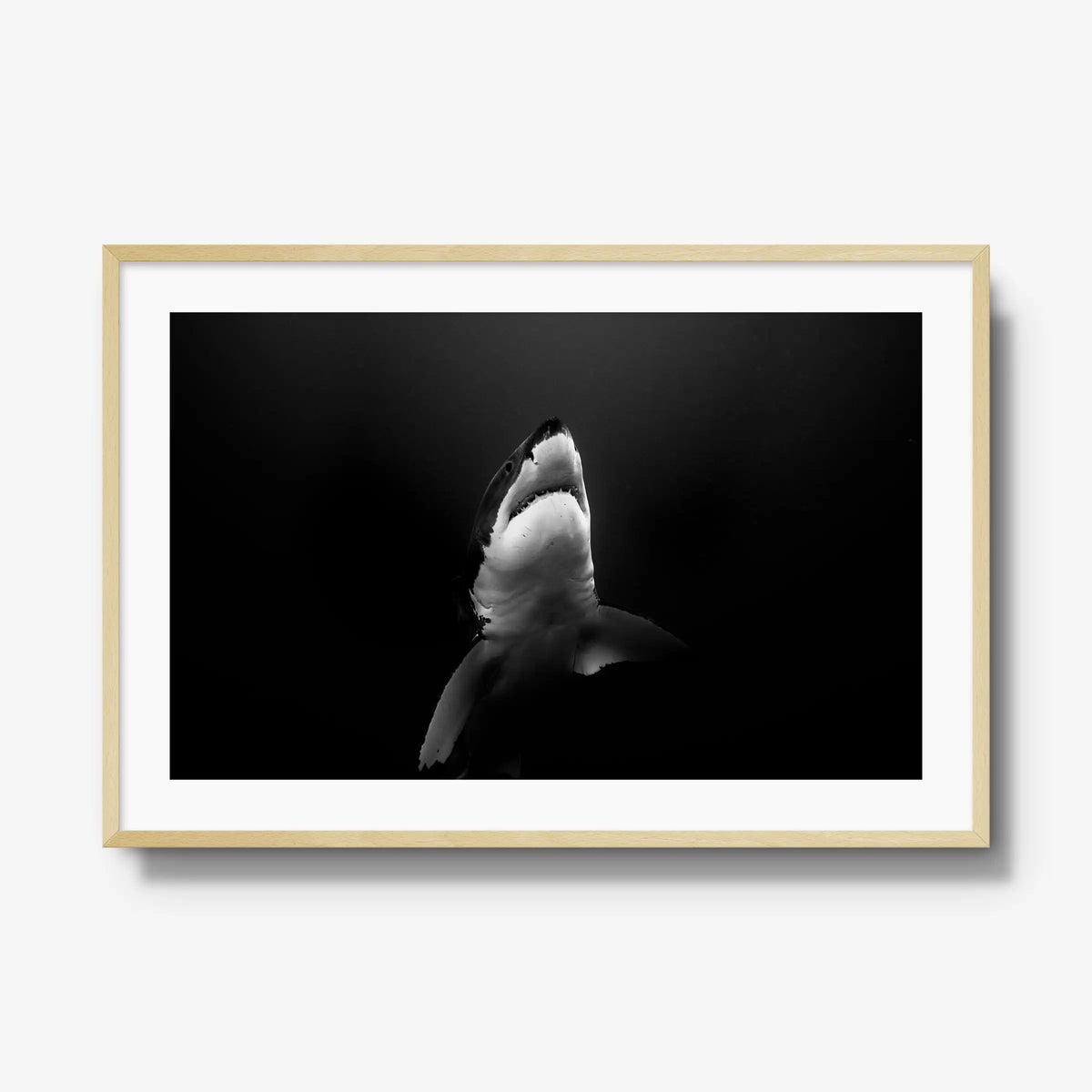 A Great White — gallery / natural / mat