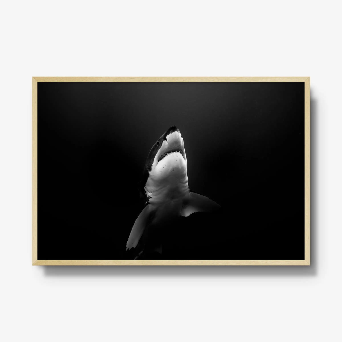 A Great White — gallery / natural / full