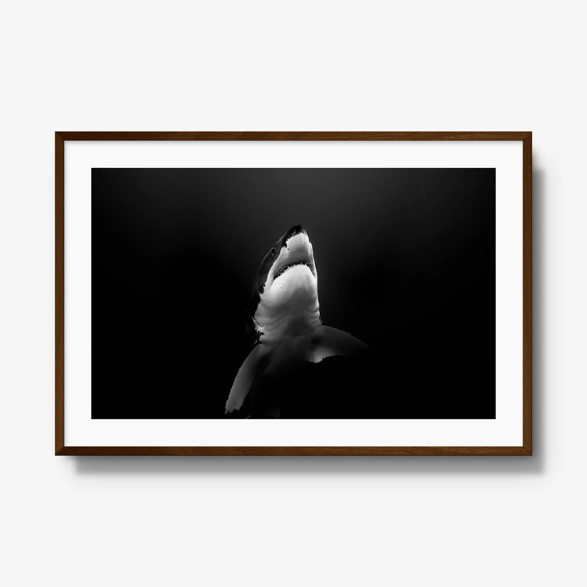 A Great White — gallery / brown / mat