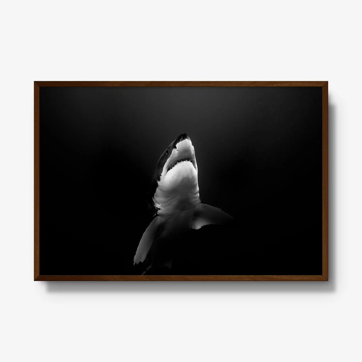 A Great White — gallery / brown / full