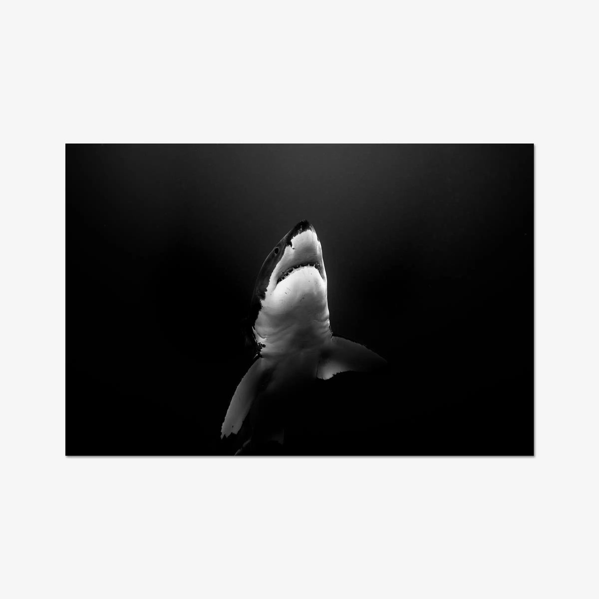 A Great White — gallery / print / n/a