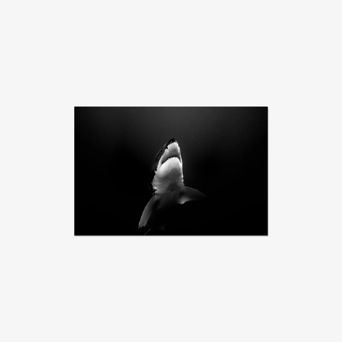 A Great White — mini / digital / n/a