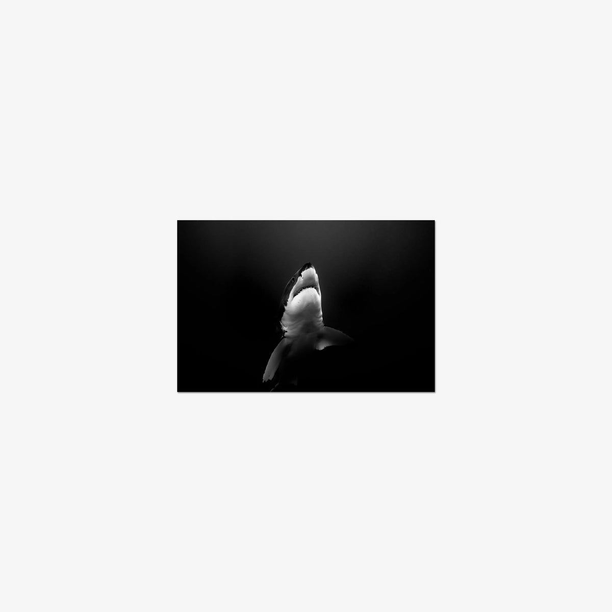 A Great White — mini / print / n/a