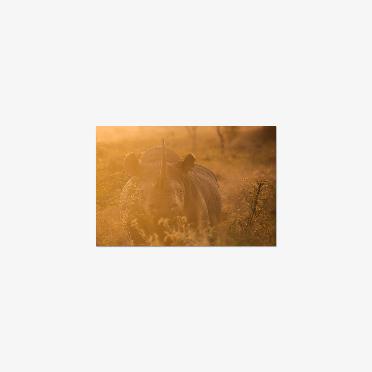 Backlit Black Rhino