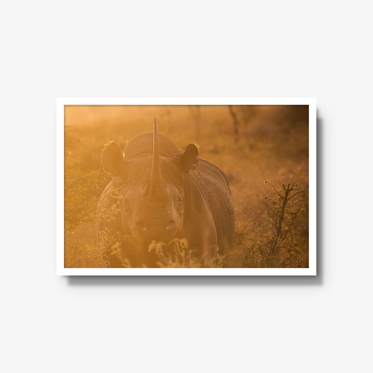 Backlit Black Rhino