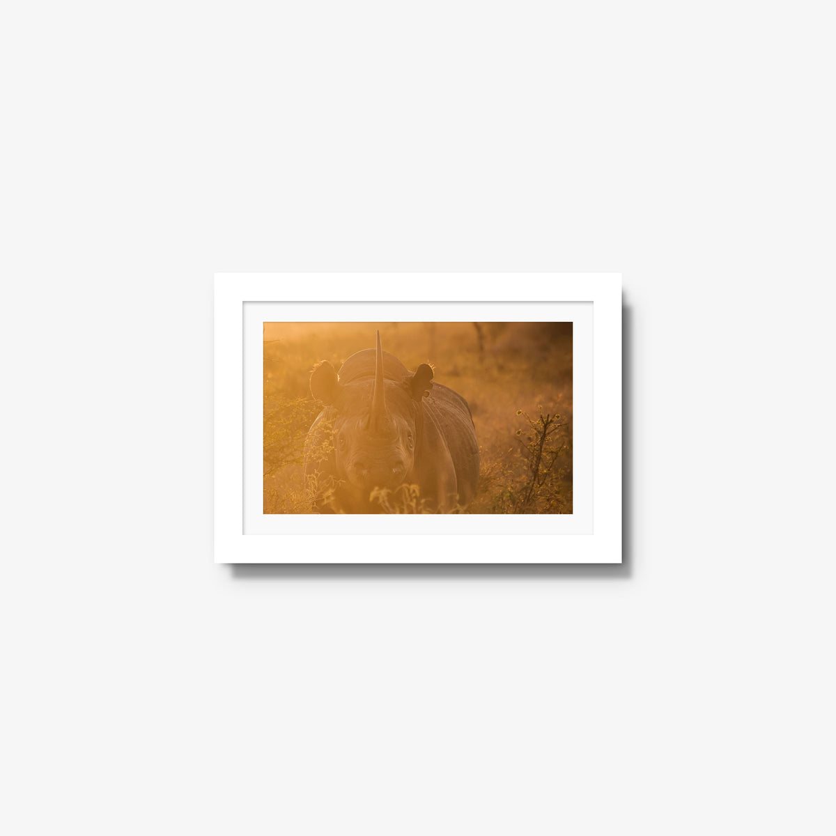 Backlit Black Rhino