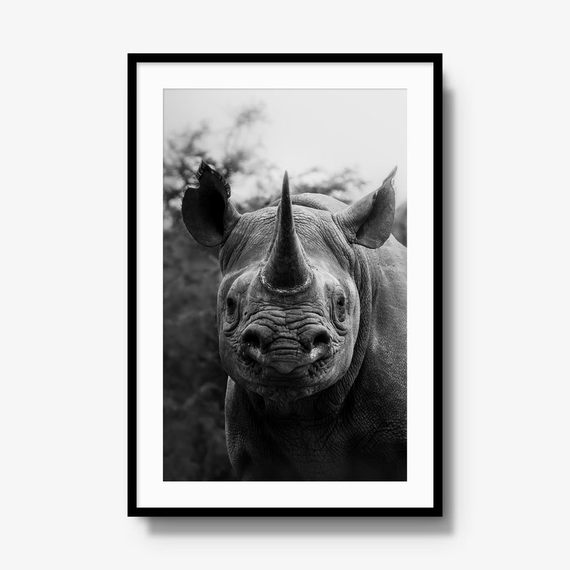 Black Rhino