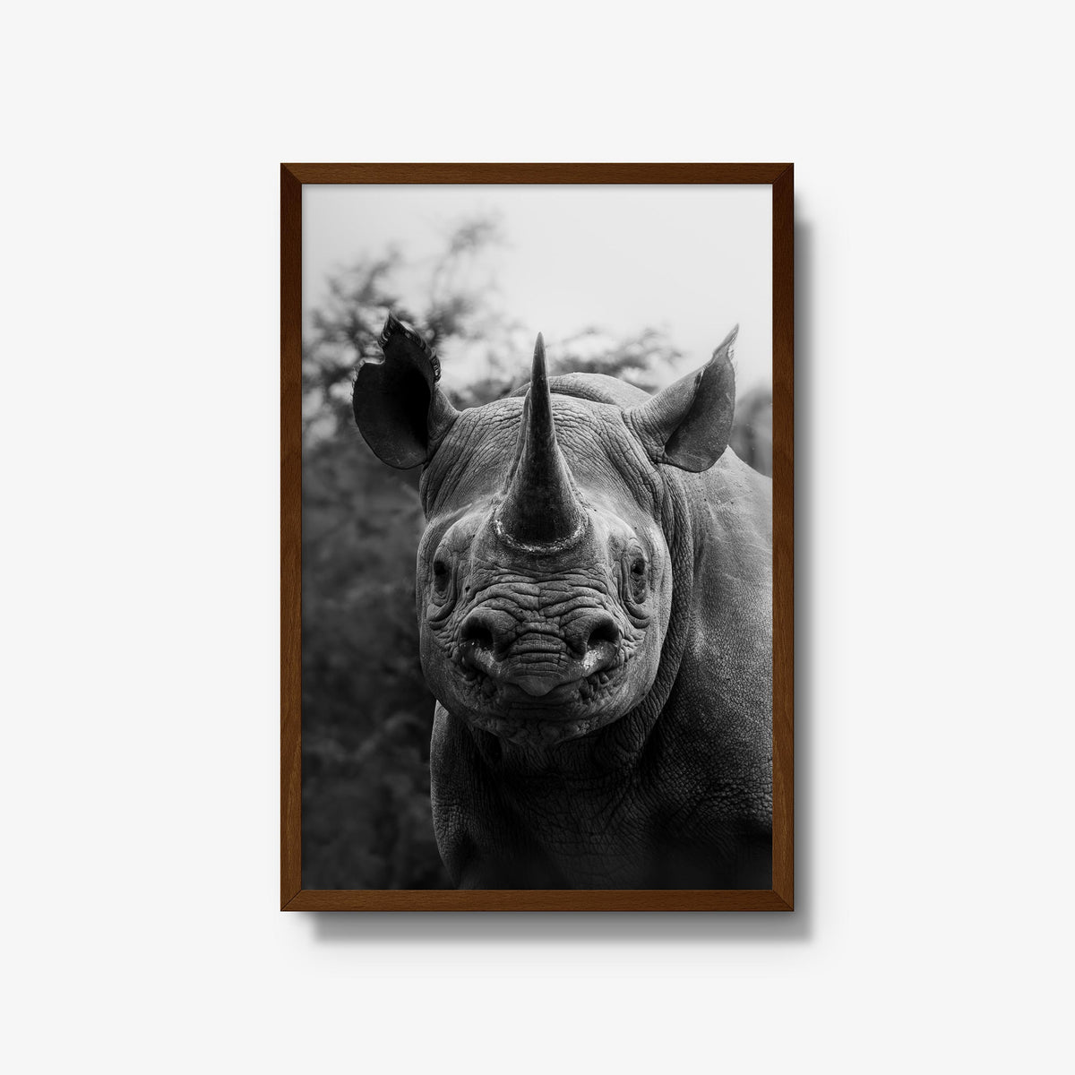Black Rhino