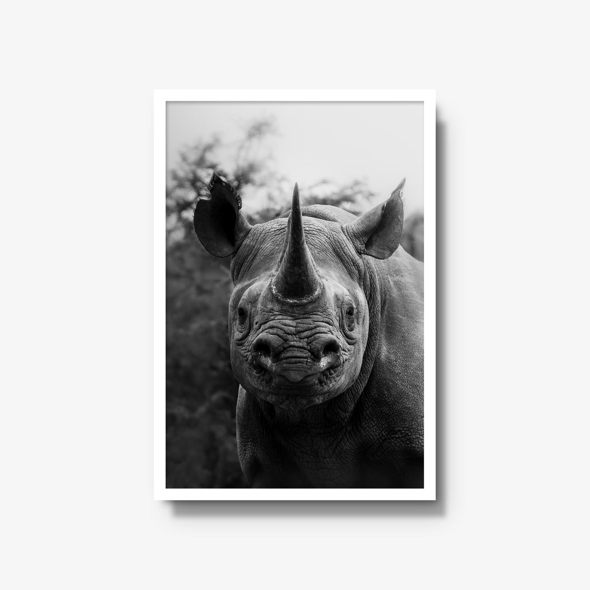 Black Rhino