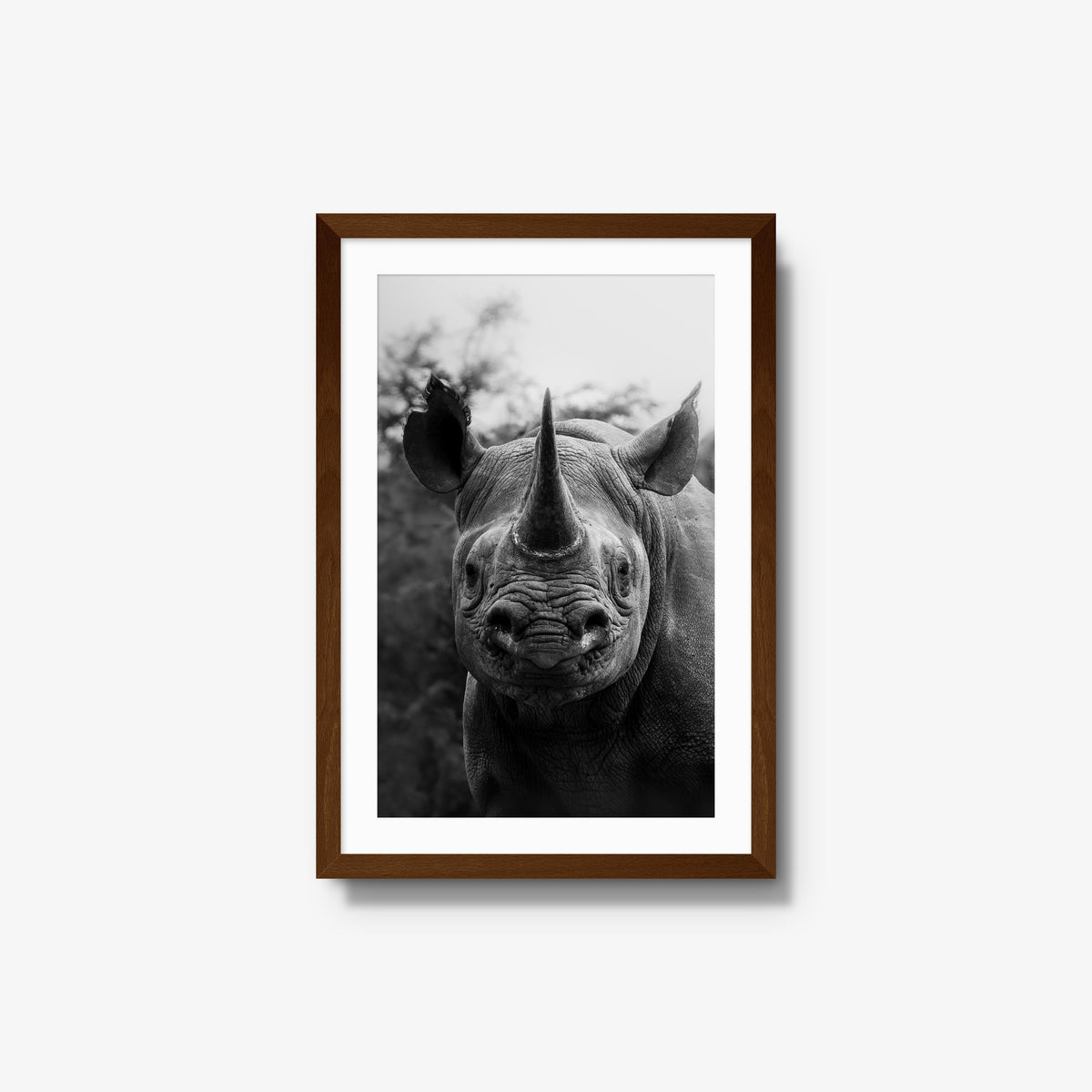 Black Rhino
