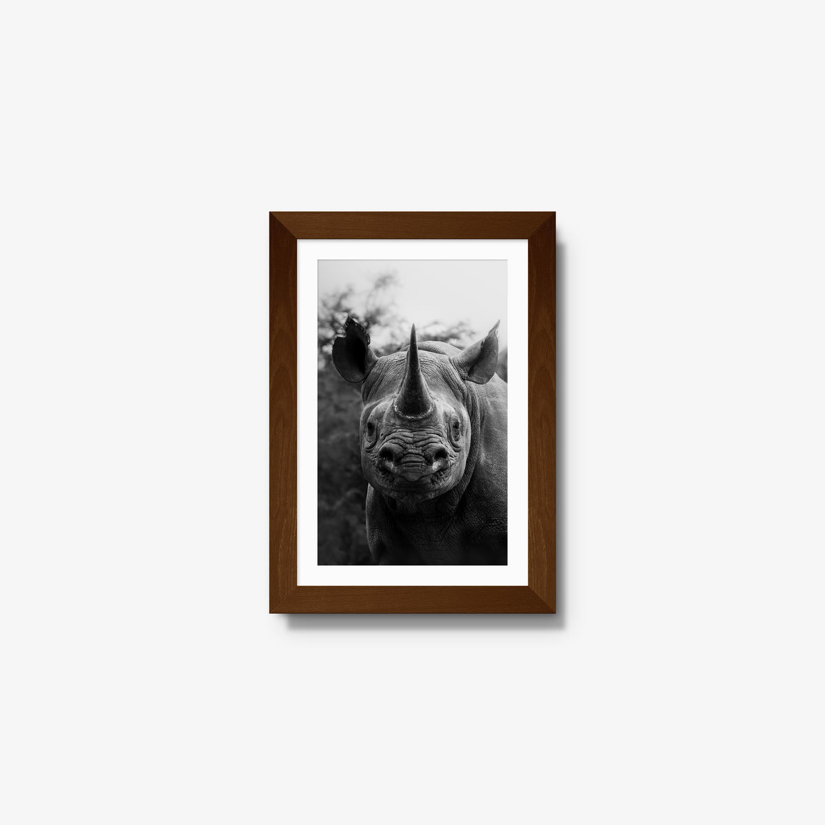Black Rhino