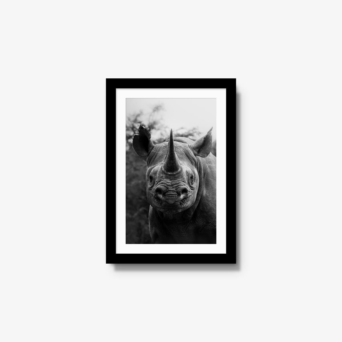 Black Rhino