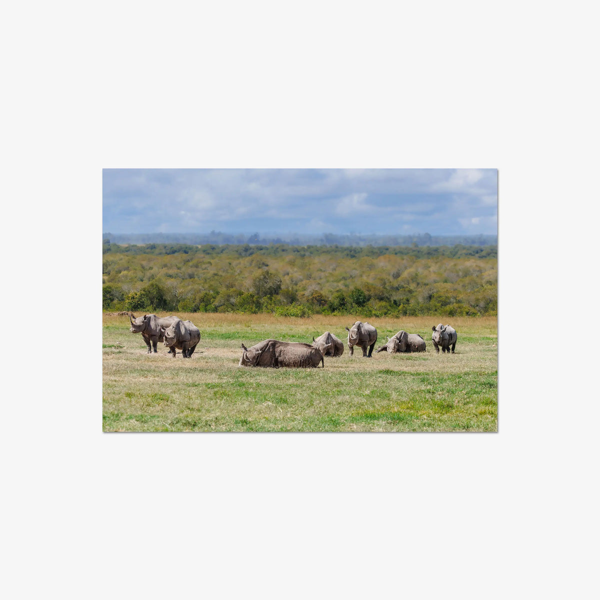 Legacy — large / print / n/a