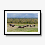Legacy — gallery / black / mat