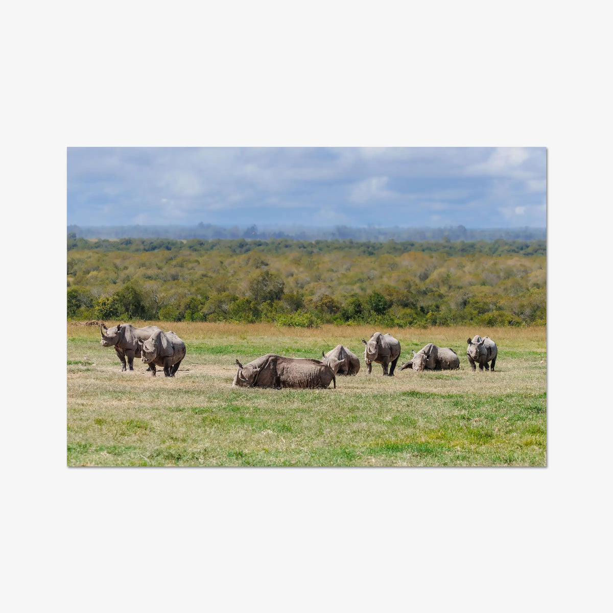 Legacy — gallery / print / n/a