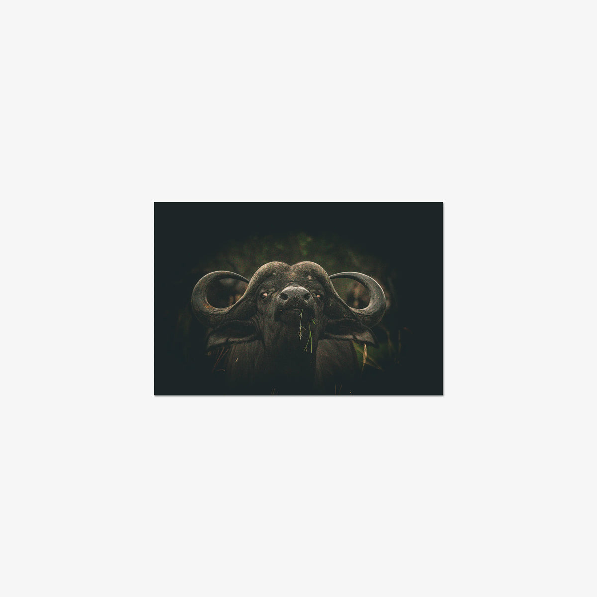 The Boss — small / print / n/a