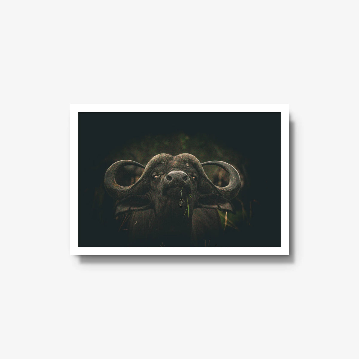 The Boss — medium / white / full
