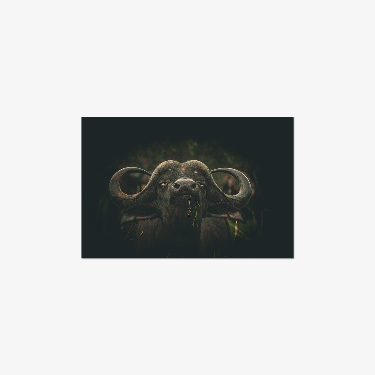 The Boss — medium / print / n/a