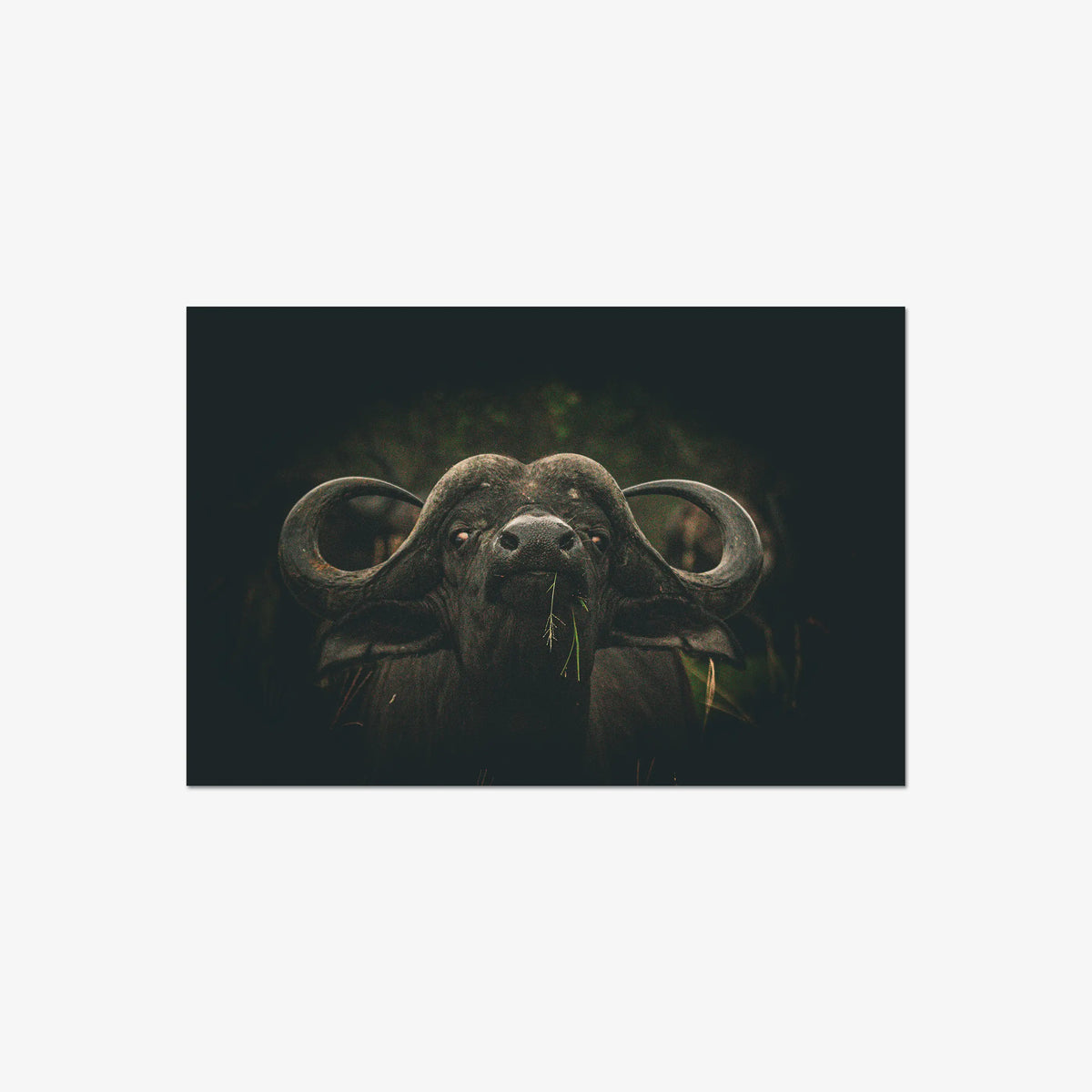 The Boss — large / print / n/a