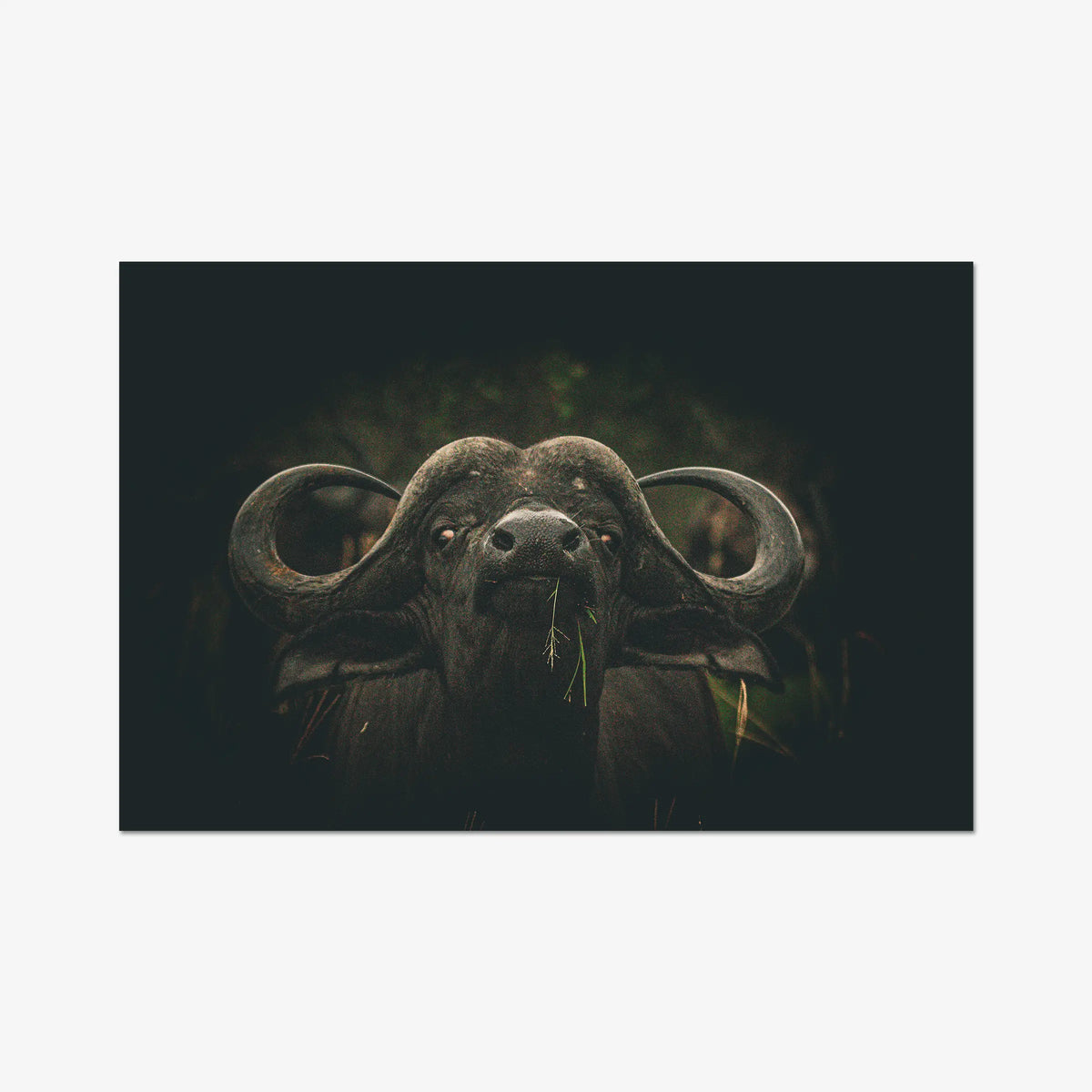 The Boss — gallery / print / n/a