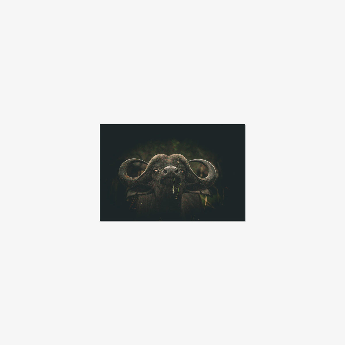 The Boss — mini / print / n/a