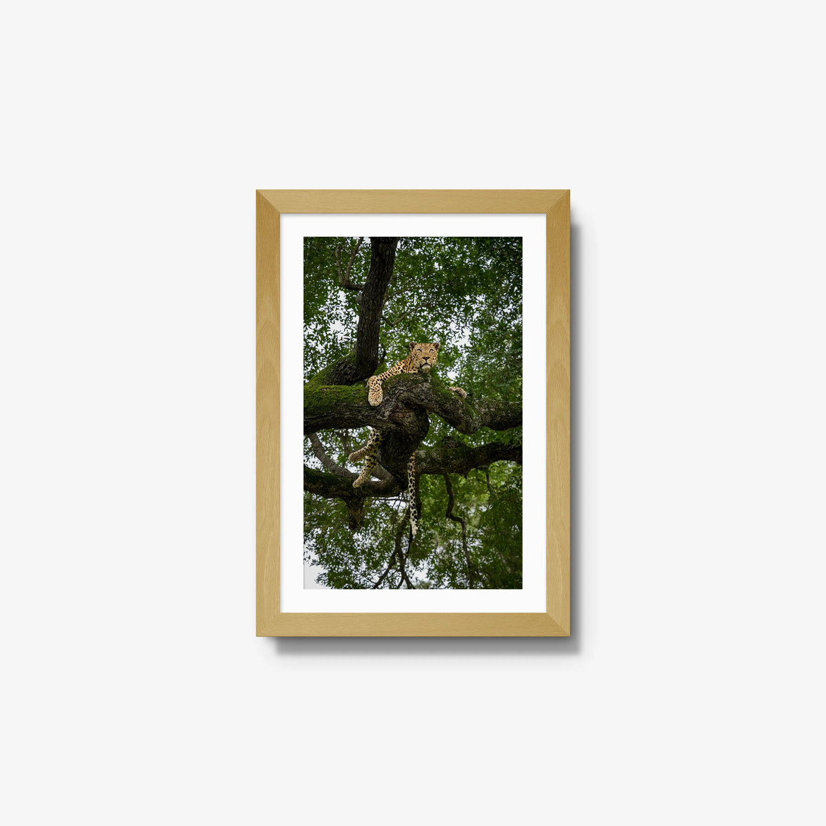 Canopy Watch — small / natural / mat