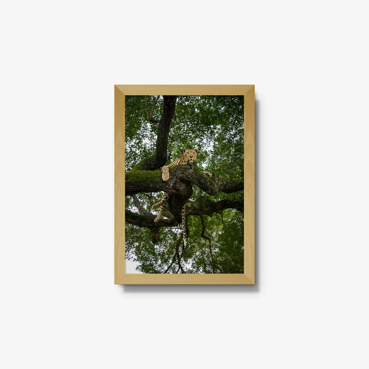 Canopy Watch — small / natural / full