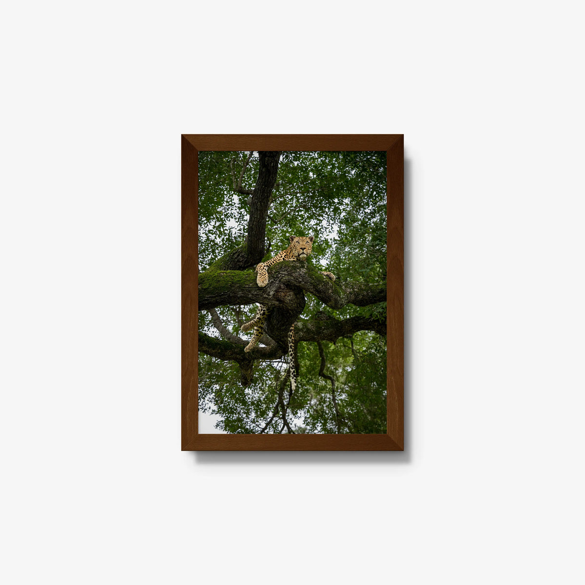 Canopy Watch — small / brown / full